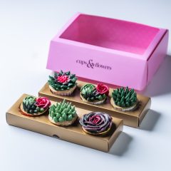 Desert Rose